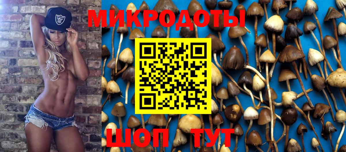 Псилоцибиновые грибы Cubensis Канаш
